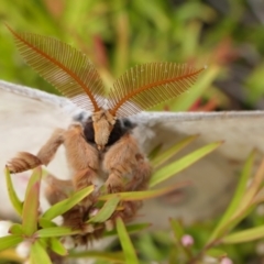Opodiphthera eucalypti (Emperor Gum Moth) at Rugosa - 8 Jan 2022 by SenexRugosus