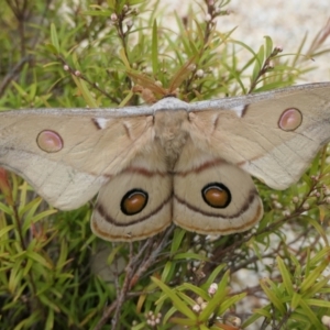 Opodiphthera eucalypti at Yass River, NSW - 9 Jan 2022