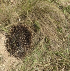 Tachyglossus aculeatus at Throsby, ACT - 15 Jan 2022 04:02 PM