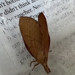 Pararguda nasuta at Murrumbateman, NSW - 15 Jan 2022