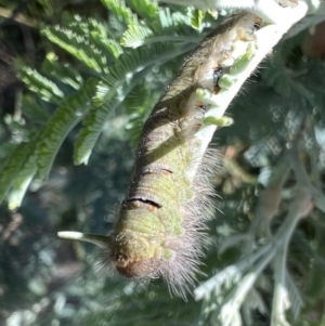 Pararguda nasuta at Murrumbateman, NSW - 15 Jan 2022