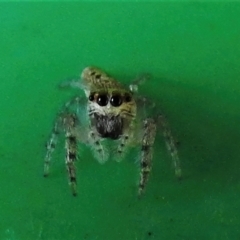 Opisthoncus sp. (genus) (Unidentified Opisthoncus jumping spider) at Wanniassa, ACT - 15 Jan 2022 by JohnBundock