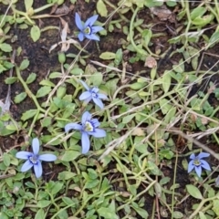 Isotoma fluviatilis subsp. australis (Swamp Isotome) at Mulligans Flat - 15 Jan 2022 by abread111