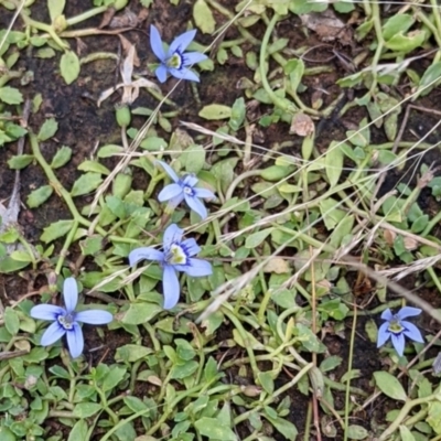 Isotoma fluviatilis subsp. australis (Swamp Isotome) at Mulligans Flat - 15 Jan 2022 by abread111