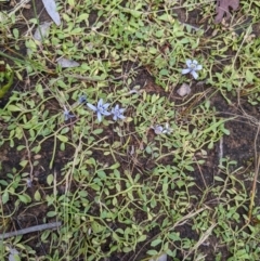 Isotoma fluviatilis subsp. australis at Throsby, ACT - 15 Jan 2022