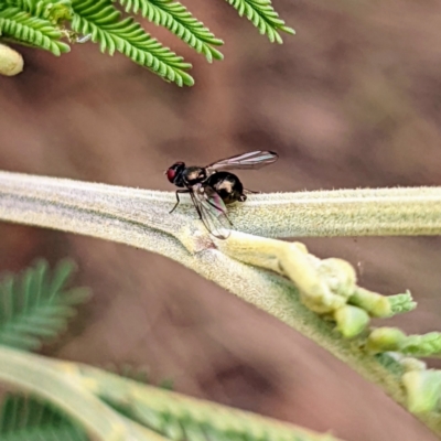 Parapalaeosepsis plebeia at Kambah, ACT - 13 Jan 2022 by HelenCross