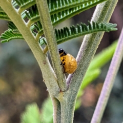 Calomela sp. (genus) (Acacia leaf beetle) at Kambah, ACT - 13 Jan 2022 by HelenCross