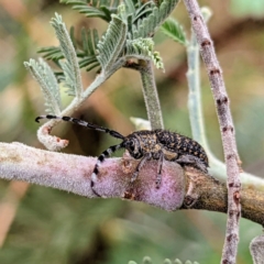 Ancita sp. (genus) (Longicorn or longhorn beetle) at Kambah, ACT - 14 Jan 2022 by HelenCross