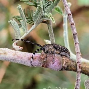 Ancita sp. (genus) at Kambah, ACT - 14 Jan 2022