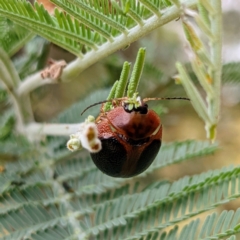 Dicranosterna immaculata (Acacia leaf beetle) at Kambah, ACT - 14 Jan 2022 by HelenCross