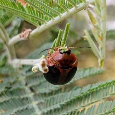 Dicranosterna immaculata (Acacia leaf beetle) at Kambah, ACT - 13 Jan 2022 by HelenCross
