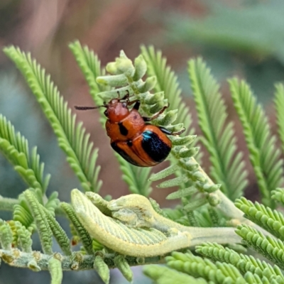 Calomela curtisi (Acacia leaf beetle) at Kambah, ACT - 13 Jan 2022 by HelenCross