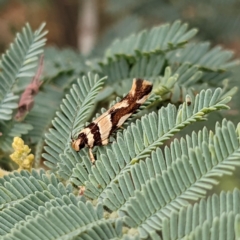 Macrobathra desmotoma ( A Cosmet moth) at Kambah, ACT - 14 Jan 2022 by HelenCross