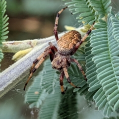 Araneus hamiltoni (Hamilton's Orb Weaver) at Kambah, ACT - 14 Jan 2022 by HelenCross