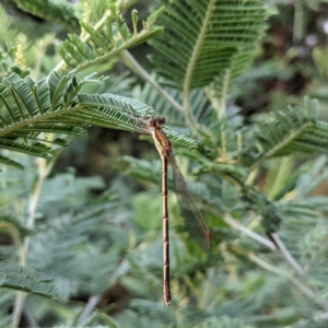 Austrolestes analis at Kambah, ACT - 14 Jan 2022