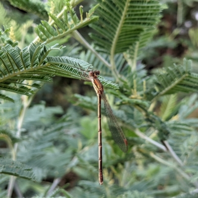 Austrolestes analis (Slender Ringtail) at Kambah, ACT - 14 Jan 2022 by HelenCross