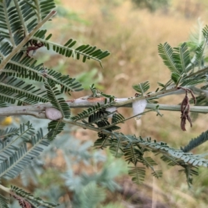 Aphrophorinae (subfamily) at Kambah, ACT - 14 Jan 2022