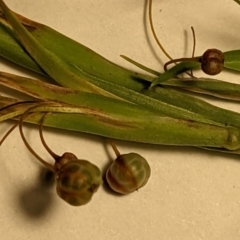 Sisyrinchium rosulatum (Scourweed) at Mulligans Flat - 15 Jan 2022 by abread111
