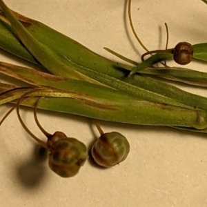 Sisyrinchium rosulatum at Throsby, ACT - 15 Jan 2022 03:42 PM