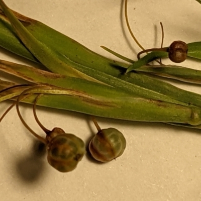 Sisyrinchium rosulatum (Scourweed) at Mulligans Flat - 15 Jan 2022 by abread111