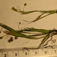 Sisyrinchium rosulatum at Throsby, ACT - 15 Jan 2022