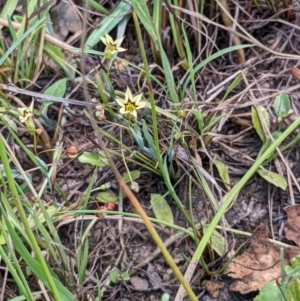 Sisyrinchium rosulatum at Throsby, ACT - 15 Jan 2022 03:42 PM