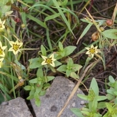 Sisyrinchium rosulatum at Throsby, ACT - 15 Jan 2022 03:42 PM