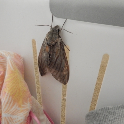 Psilogramma (genus) (A Psilogramma moth) at Ngunnawal, ACT - 22 Jan 2020 by Birdy
