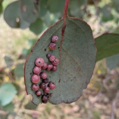 Chalcidoidea (superfamily) (A gall wasp or Chalcid wasp) at Kambah, ACT - 14 Jan 2022 by HelenCross