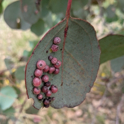 Chalcidoidea (superfamily) (A gall wasp or Chalcid wasp) at Kambah, ACT - 14 Jan 2022 by HelenCross