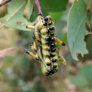 Pseudoperga sp. (genus) at Kambah, ACT - 14 Jan 2022