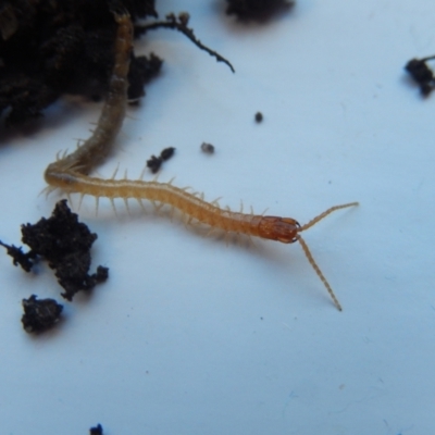 Geophilomorpha sp. (order) (Earth or soil centipede) at Ngunnawal, ACT - 17 Apr 2020 by Amata