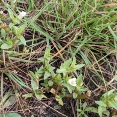 Gratiola pumilo (A Brooklime) at Mulligans Flat - 15 Jan 2022 by abread111