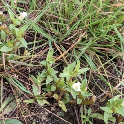 Gratiola pumilo (A Brooklime) at Mulligans Flat - 15 Jan 2022 by abread111