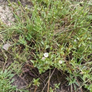 Gratiola pumilo at Throsby, ACT - 15 Jan 2022