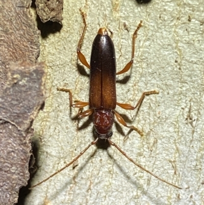 Callidiopis praecox (A longhorn beetle) at Jerrabomberra, NSW - 15 Jan 2022 by SteveBorkowskis