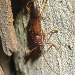 Callidiopis praecox at Jerrabomberra, NSW - 15 Jan 2022