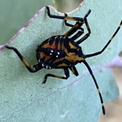 Amorbus sp. (genus) (Eucalyptus Tip bug) at Googong, NSW - 15 Jan 2022 by Steve_Bok