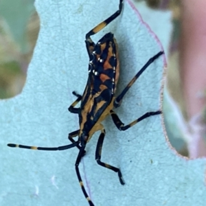 Amorbus sp. (genus) at Googong, NSW - 15 Jan 2022