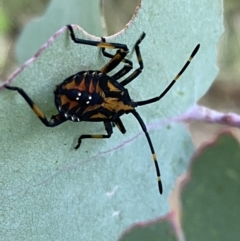 Amorbus sp. (genus) at Googong, NSW - 15 Jan 2022