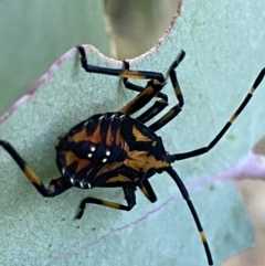 Amorbus sp. (genus) at Googong, NSW - 15 Jan 2022