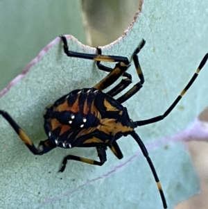 Amorbus sp. (genus) at Googong, NSW - 15 Jan 2022