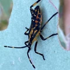 Amorbus sp. (genus) at Googong, NSW - 15 Jan 2022