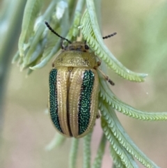 Calomela vittata (Acacia leaf beetle) at Jerrabomberra, NSW - 15 Jan 2022 by SteveBorkowskis