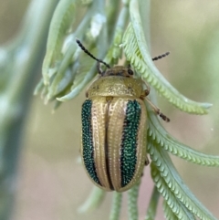 Calomela vittata at Jerrabomberra, NSW - 15 Jan 2022 07:19 PM