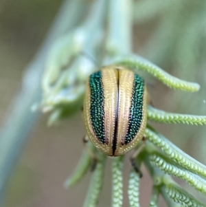 Calomela vittata at Jerrabomberra, NSW - 15 Jan 2022