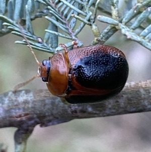 Dicranosterna immaculata at Jerrabomberra, NSW - 15 Jan 2022