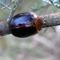 Dicranosterna immaculata at Jerrabomberra, NSW - 15 Jan 2022