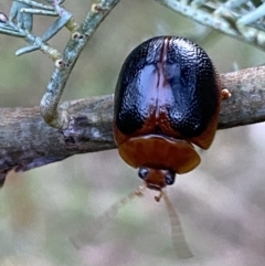 Dicranosterna immaculata at Jerrabomberra, NSW - 15 Jan 2022