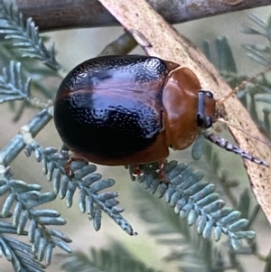 Dicranosterna immaculata at Jerrabomberra, NSW - 15 Jan 2022